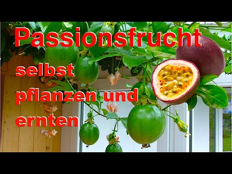 , title : 'Passionsfrucht selbst pflanzen und ernten'