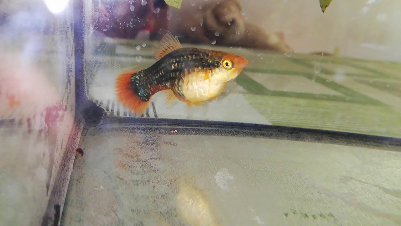 Jak rodzi żyworódka. Platka i jej poród.