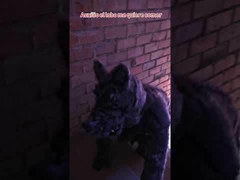 The Wolf wants to eat me 🐔 #roosters #hens #funnyanimals