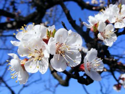 Beautiful Chinese Flowers Music - The Apricot  Blossom Melody