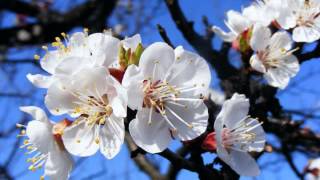 Beautiful Chinese Flowers Music - The Apricot  Blossom Melody