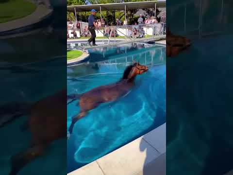 Un caballo disfrutando de la piscina 😁