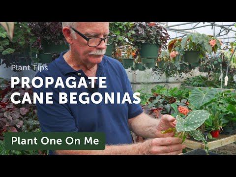 PROPAGATE A CANE BEGONIA Like a PRO— Ep. 291