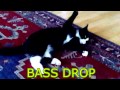 Drop the bass Cat 
