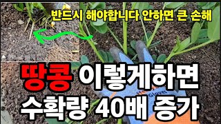 땅콩 꽃이피고질때 당장 이렇게 하세요 수확량 40배 증가! #땅콩키우기 #땅콩재배 #땅콩북주기 #땅콩꽃피면할…