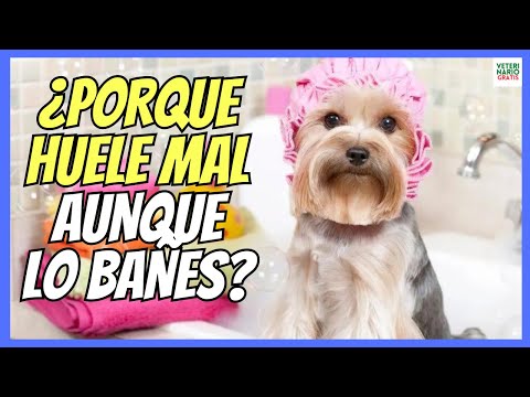 🔴 WHY DOES MY DOG SMELL BAD EVEN AFTER I BATHE HIM? 🔴