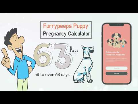 Furrypeeps Pregnancy Calculator Explained