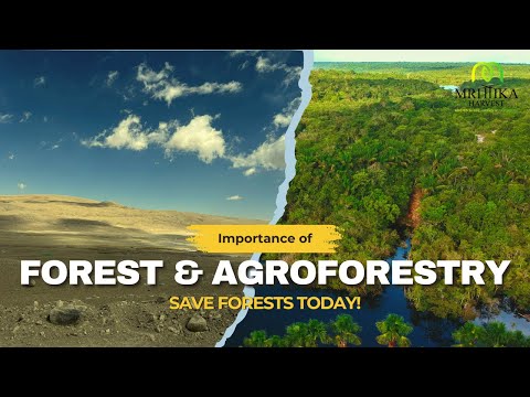 How Agroforestry Can Rescue Our Planet - You'll Be Amazed!