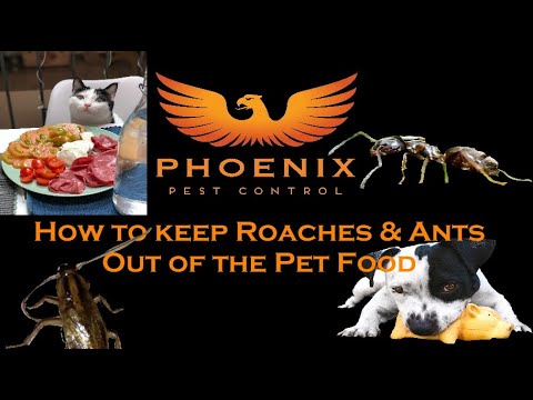 How to Keep Ants & Roaches Out of the Pet Food. #whatbugsme
