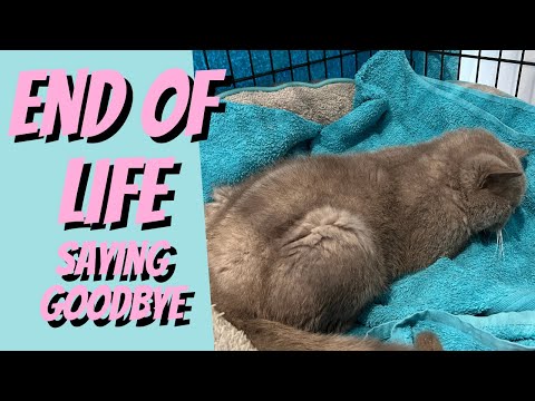 Your Cat's End of Life, Saying Goodbye - Cat Breeding For Beginners, Cattery Advice for Breeders