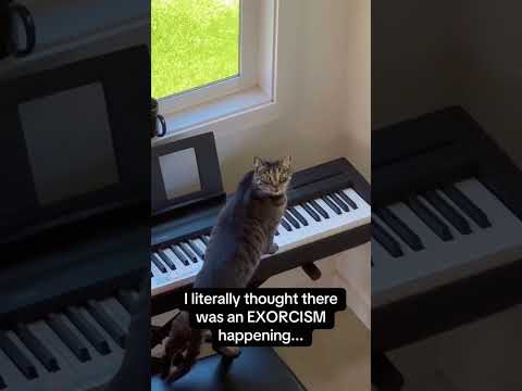 The Cat Who Plays the Piano#funnycats #funnyanimals #petvideos #cat #fyp #usa #longervideos