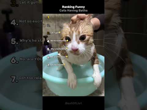 Ranking Funny Cats Having Baths