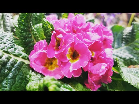 image-Do primroses survive winter?