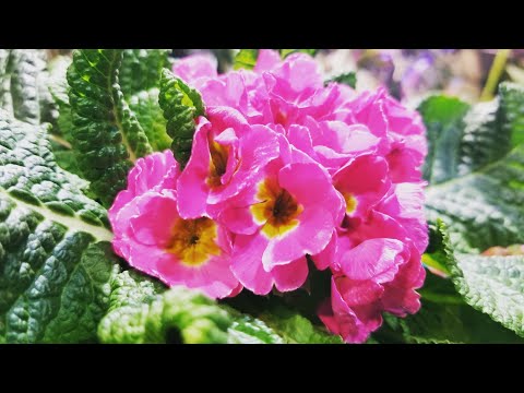 download lagu mp3 mp4 Primrose Flower, download lagu Primrose Flower gratis, unduh video klip Primrose Flower
