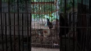 Download lagu Pipikau/Puyuh Batu Gacor, (Button Quail) Asli Alam mp3 Download lagu Pipikau/Puyuh Batu Gacor, (Button Quail) Asli Alam mp3