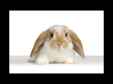 Lennart| *zensiert*  Qualifikation #8 Fastcount Rapbattle S3