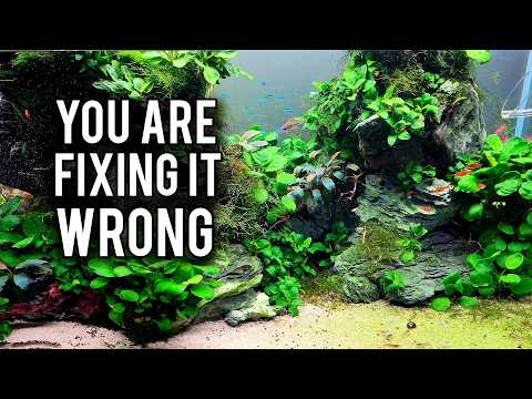 Why You Can't Keep an Algae Free Aquarium
