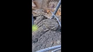 Now Sss-treaming: 2k Rattlesnake On Live Cam