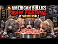 American Bully dogs for sale: Pheonix - Video 1