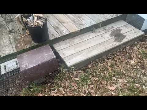 Keeping the Skunks Out From Under the Deck in Trenton, NJ