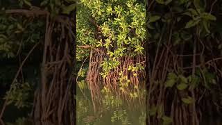 Download lagu #musica #music #remix #cat #muarabesar #muaragembong #shorts #mancing #animasilaguanak #vidioviral mp3