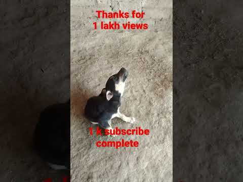 tare ne pasand #shortvideo #shortvideo #trending #gurjeet #dogbreeds #doglover