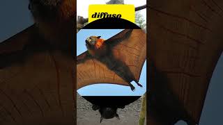 Pipistrello Gigante? Reale o Finzione? #leggende #verità #grande