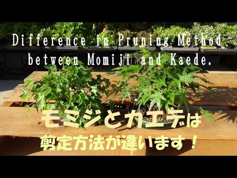 さびたカエデ 植物