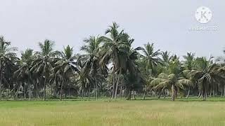  Agricultural Land for Sale in Kodavasal, Thiruvarur