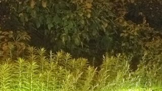 大分ー中津間高速道路　帰省LIVE
