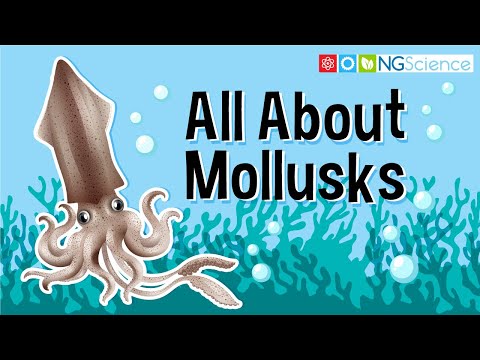 All About Mollusks