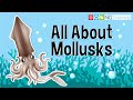 All About Mollusks