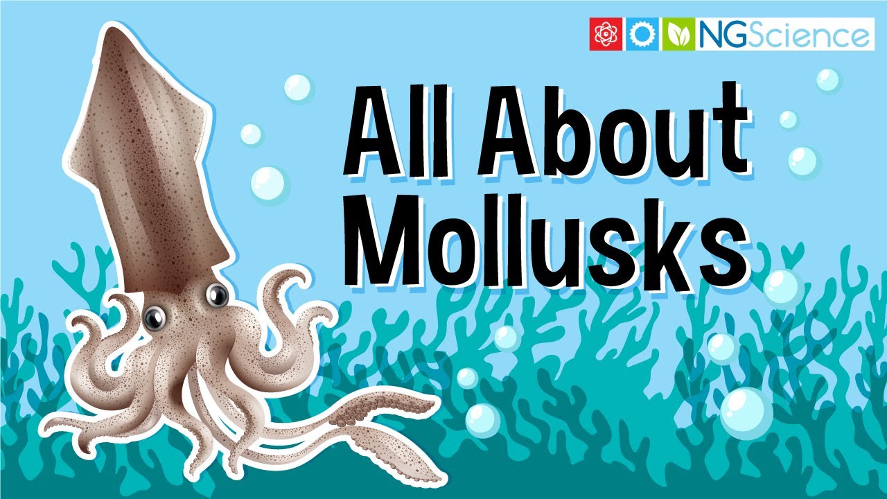 What makes molluscs unique?