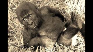 Harambe's Never Getting Older