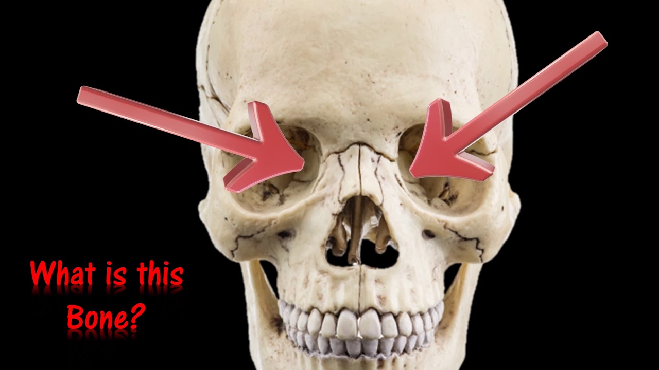 The Skull Anatomy Flash Cards Practical Exam Practice UPDATED with music