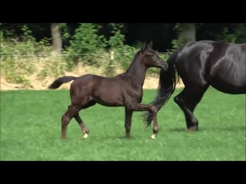 *2021 Hengst von Taurus - Heinrich Heine SOLD!!!