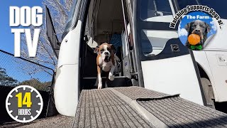 Dog TV for Dogs to Watch 🐶 Daycare Entertainment for Dogs 🎵 Relaxing Dog Music & Anti Anxiety