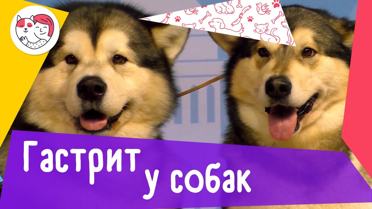 5 популярных вопросов о гастрите у собак