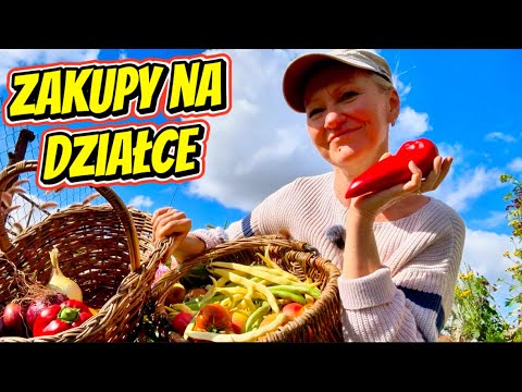 Najsłodsze Pomidory i Klęska Urodzaju. Najlepsze Odmiany