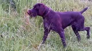 Drahthaar Ulisse III del Zeffiro, Muestra