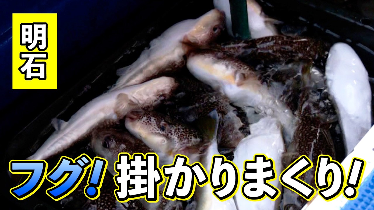 人気の美味しいターゲット　ショウサイフグを釣りましょう！（四季の釣り/2026年2月6日放送）