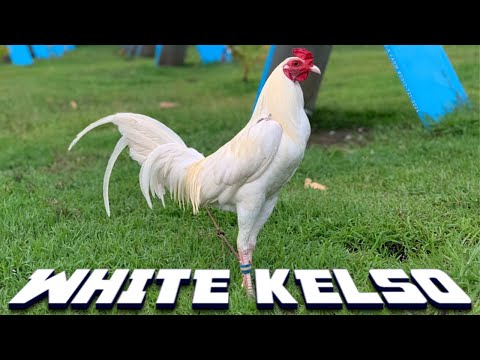 Nice White Kelso Gr3y A.D.A FARM