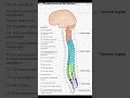 The spinal nerves and their functions #youtubeshorts #youtube #biology #neet