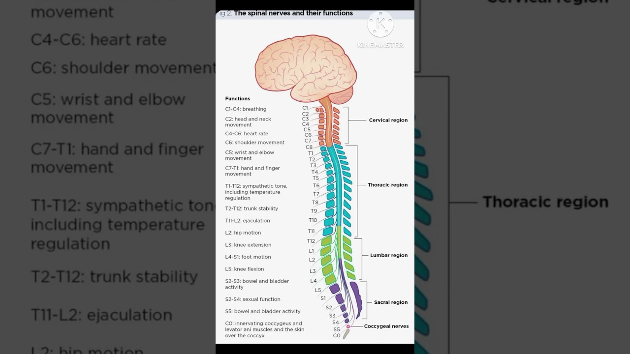 The spinal nerves and their functions #youtubeshorts #youtube #biology #neet