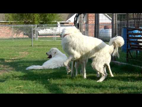 Pyrs at Play - Sam, Lizzy, and Cosette