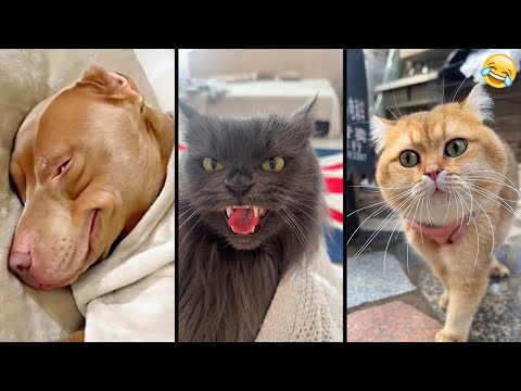 Funny ANIMALS videos 😂 Funniest CATS😺 and DOGS🐶 2025 , part22