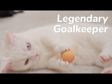 Best Kitten Soccer/Football Skills - Day 61 @ Baby Kittens Day 1 to Day 100 Lucky Paws