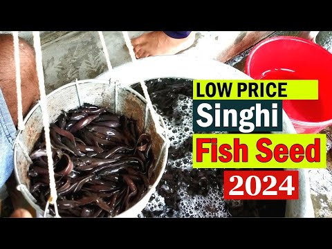 Seed fish. Семя рыбы фото. Seed fish. Семя рыбы фото. Mujair.