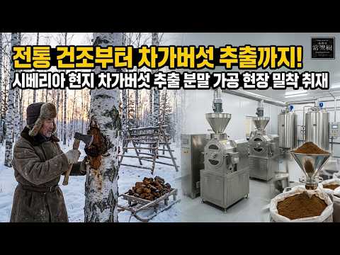 차가버섯 건조 및 추출