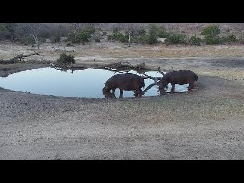 Djuma: Two Hippos arriving together - 17:32 - 09/17/19